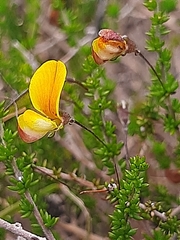 Aspalathus tenuissima