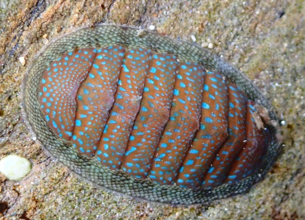 Ischnochiton lentiginosus
