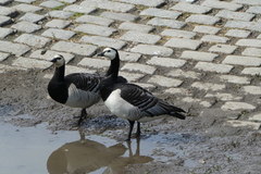 Branta leucopsis