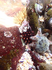 Heliocidaris tuberculata