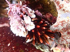 Heliocidaris tuberculata