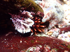 Heliocidaris tuberculata