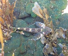 Lepidoblennius haplodactylus