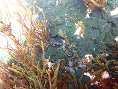 Lepidoblennius haplodactylus