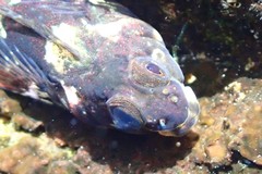 Lepidoblennius haplodactylus