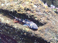 Lepidoblennius haplodactylus