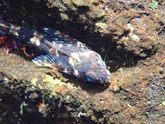 Lepidoblennius haplodactylus