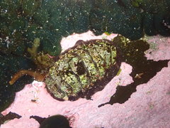 Onithochiton quercinus