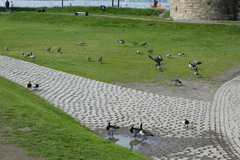 Branta leucopsis