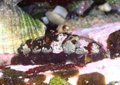 Onithochiton quercinus