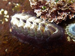 Onithochiton quercinus