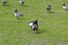 Branta leucopsis