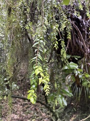 Metrosideros colensoi