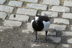 Branta leucopsis