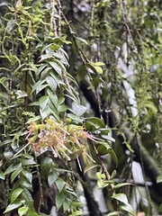 Metrosideros colensoi