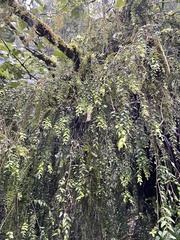 Metrosideros colensoi