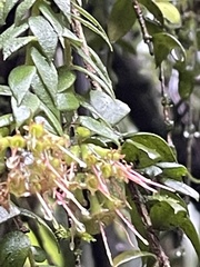 Metrosideros colensoi