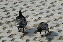 Branta leucopsis