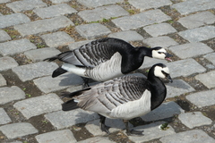 Branta leucopsis