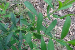 Philotheca trachyphylla