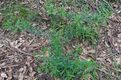 Philotheca trachyphylla