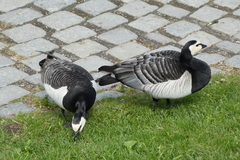 Branta leucopsis
