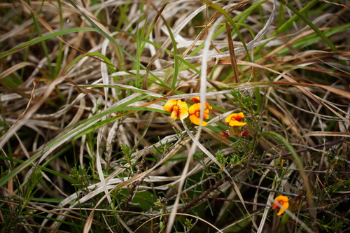 Dillwynia cinerascens