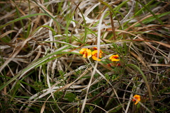 Dillwynia cinerascens
