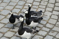 Branta leucopsis