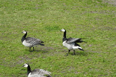 Branta leucopsis