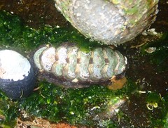Onithochiton quercinus