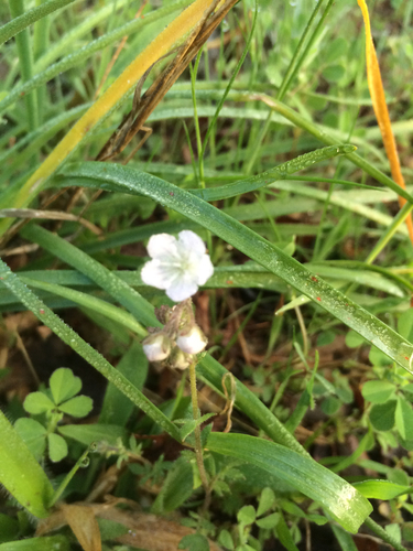 Phacelia dubia var. georgiana