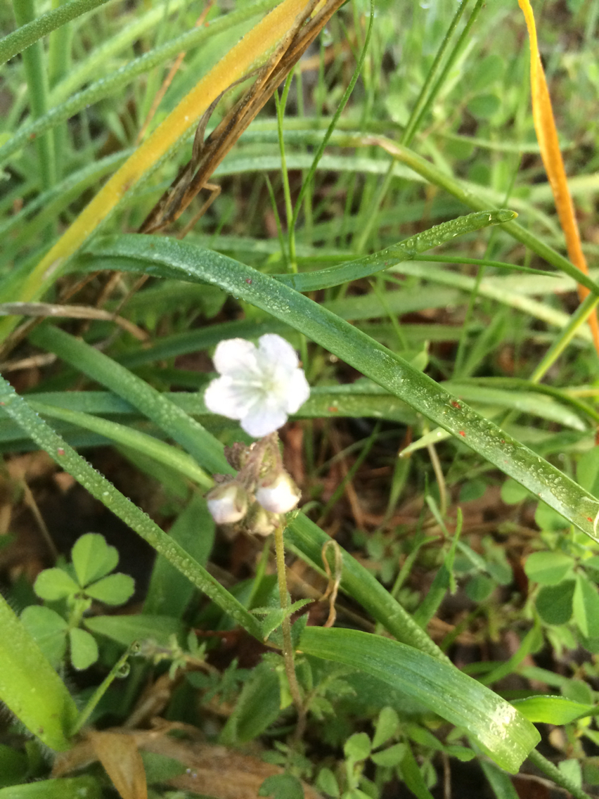 Phacelia dubia var. georgiana