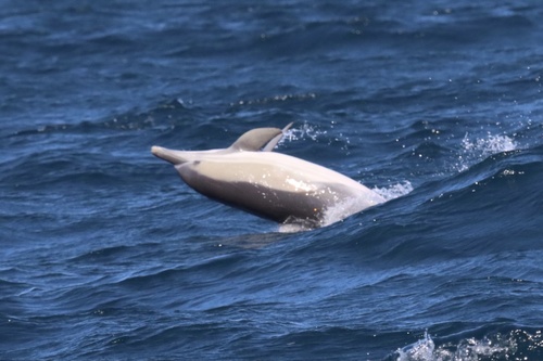 Common Dolphin