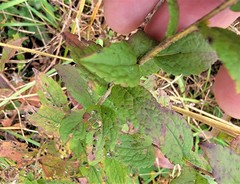 Eupatorium pilosum