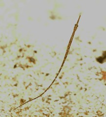 Stigmatopora nigra