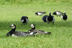 Branta leucopsis