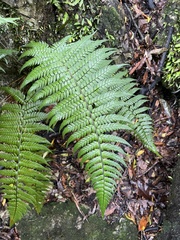 Polystichum wawranum