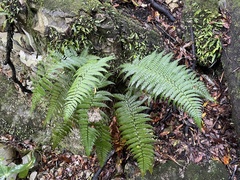 Polystichum wawranum