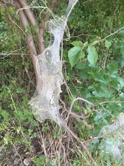 Malacosoma americana