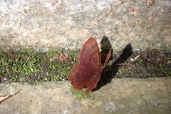 Abisara