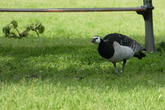 Branta leucopsis