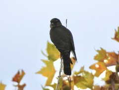 Falco columbarius suckleyi