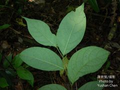 Glochidion acuminatum