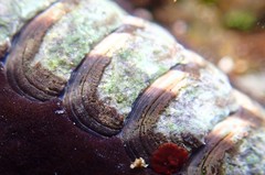 Onithochiton quercinus