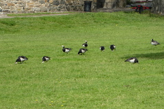 Branta leucopsis