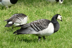 Branta leucopsis