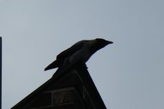 Corvus cornix