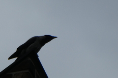 Corvus cornix