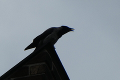 Corvus cornix